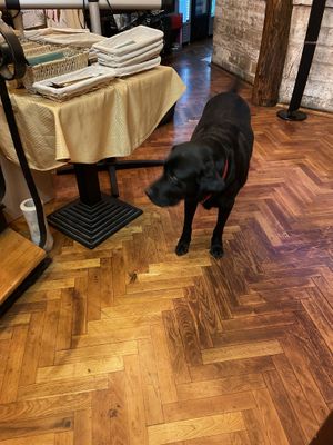 Dog  at Yes It Is Vegan II - Liszt Ferenc Tér in Budapest