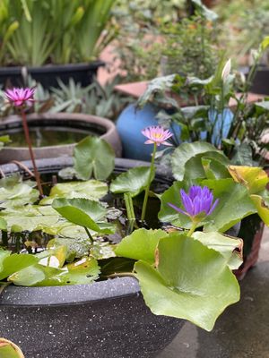 Ken Vegetarian and Coffee, Hoi An  at Ken Vegetarian and Coffee in Hoi An