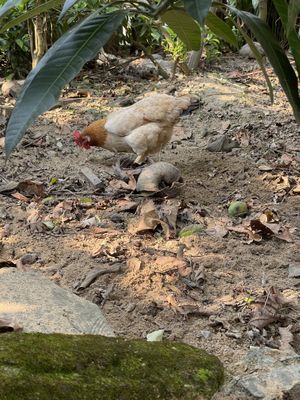 An happy patron  at Chickpea Eatery Thuan Chay in Hoi An