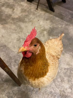 One of the locals at Chickpea Eatery Thuan Chay in Hoi An