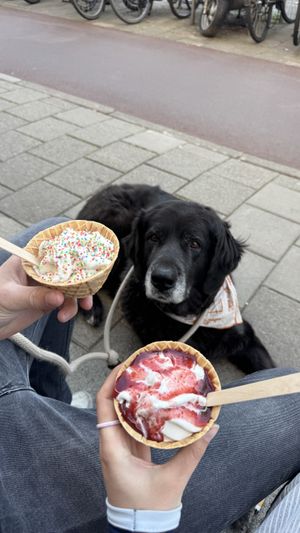 Vegan softijs  at Stach - Overtoom in Amsterdam