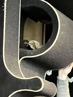   at Java Whiskers Cat Café in Stockholm