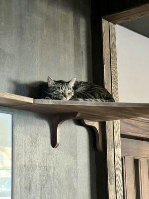   at Java Whiskers Cat Café in Stockholm