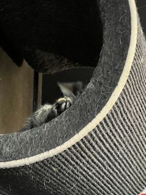   at Java Whiskers Cat Café in Stockholm