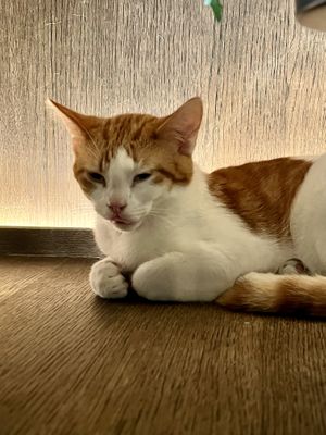   at Java Whiskers Cat Café in Stockholm