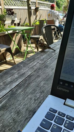 Cheeky sparrow at The Porch Cafe & Catering in Brattleboro