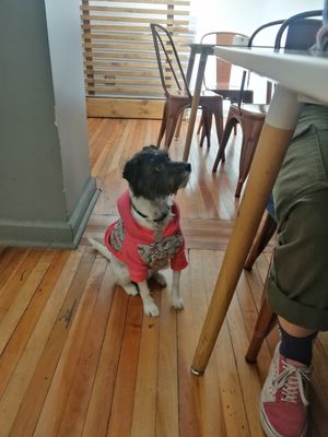  at Estallido Vegano in Santiago