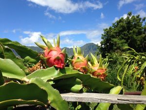 Pitaya (Dragon Fruit) growing on the farm. at Kahumana Organic Farm and Cafe in Waianae