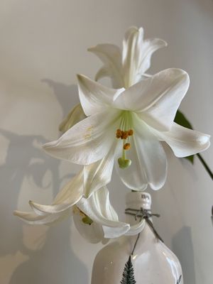   at Rooted 루티드 in Seoul