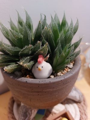  at Rooted 루티드 in Seoul