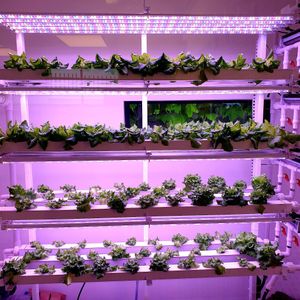 grow their own at Lazy Farmers in Seoul