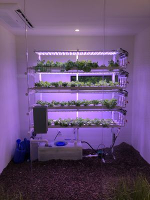 Concept  at Lazy Farmers in Seoul