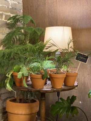 details  at Lazy Farmers in Seoul