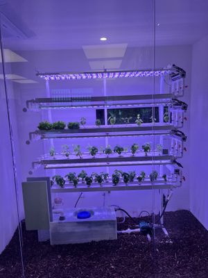 Plants  at Lazy Farmers in Seoul