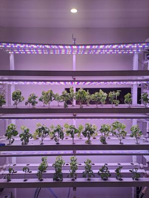  at Lazy Farmers in Seoul