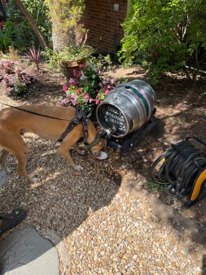 doggy hydration station  at New Forest Inn in Lyndhurst