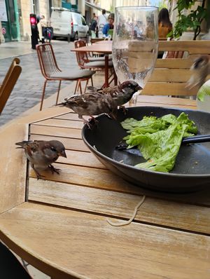 The birds at Que Toi in Artigues-pres-bordeaux