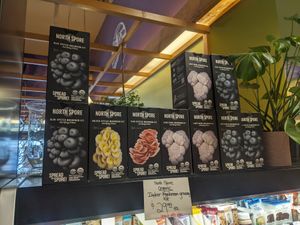 Mushroom grow kits at Huckleberry's Natural Market in Spokane