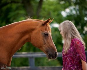 Animal Healers are available at Corner Health Foods at Corner Health Foods in Mundelein