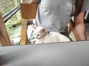  at Thong Dong Vegan Kitchen & Cafe in Lao Cai