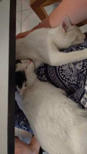  at Thong Dong Vegan Kitchen & Cafe in Lao Cai