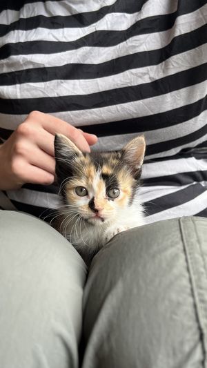 Their kitten 💕  at Thong Dong Vegan Kitchen & Cafe in Lao Cai