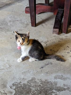  at Thong Dong Vegan Kitchen & Cafe in Lao Cai