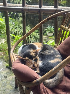   at Thong Dong Vegan Kitchen & Cafe in Lao Cai