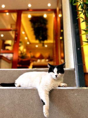  at Thymos Healthy Drinks Bar in Istanbul