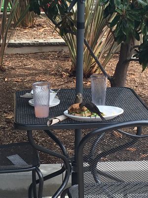 Birds having a feast  at Native Foods in Encinitas