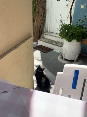 Kitty!  at Blue Grotto in Paxos