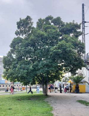 Location of store #Veganuary at Shaveiceberlin - James Simon Park in Berlin