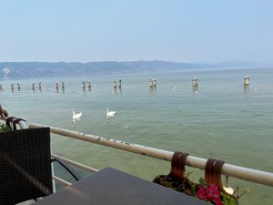 Swans! Mjellmat.  at Millennium in Tushemisht