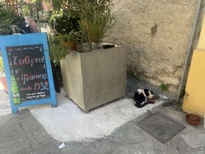 Cat outside   at Platanos Taverna in Athens
