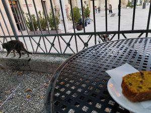 cake and cat at Astoria in Lecce