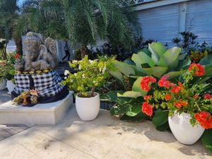 . at Finns Beach Club in Canggu