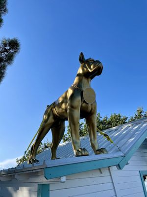   at Dog Dreams Beach and Bar in Novigrad