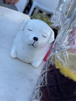   at Dog Dreams Beach and Bar in Novigrad