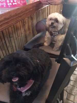 Dog friendly ￼  at Grumpy Gary's Bar & Grill in Dania Beach
