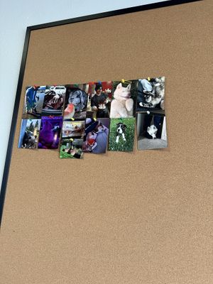 Awesome to see a board for animals photos  at Little Grandma's Kitchen in Kirkland
