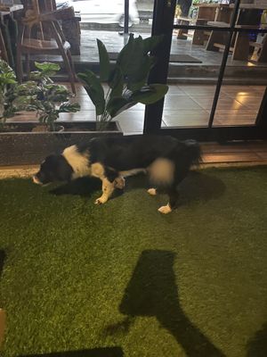   at Black Forest Cafe in Yogyakarta