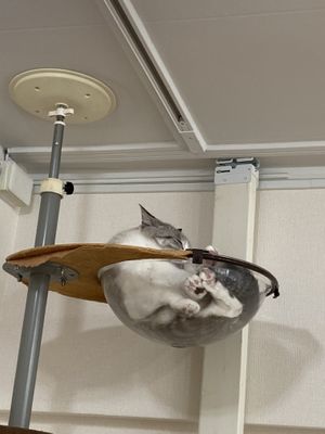 Nap time   at Rescue Cat Cafe Velcat - 保護猫カフェ VELCAT 馬車道店 in Yokohama
