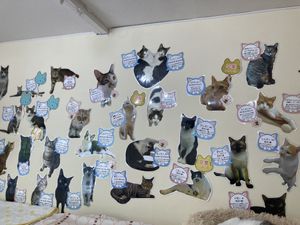 All the cats   at Rescue Cat Cafe Velcat - 保護猫カフェ VELCAT 馬車道店 in Yokohama