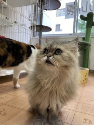 A cat named Maron   at Rescue Cat Cafe Velcat - 保護猫カフェ VELCAT 馬車道店 in Yokohama
