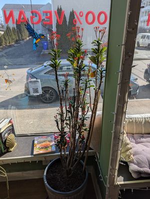  at The Green Beautiful  in Manchester