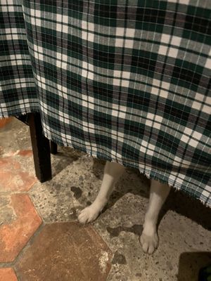 They are not dog friendly, but made an exception for us🐶  at Rau Ơi Vegetarian Chay in Ho Chi Minh City