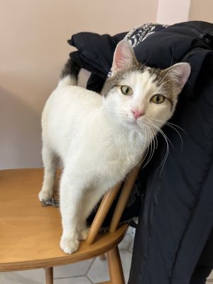 Lovely cat  at Sisters & Harvest in Istanbul