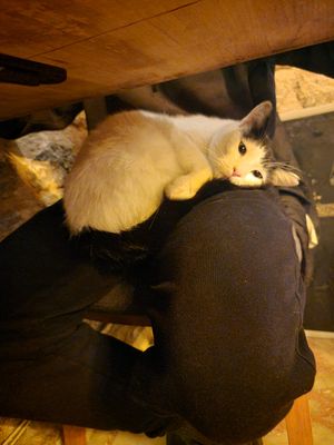 Friendly cat at Arch Bistro at Arch Bistro in Istanbul