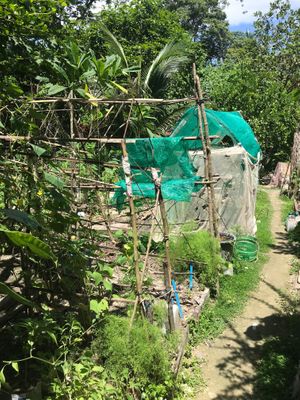  at Sathanee in Koh Phayam