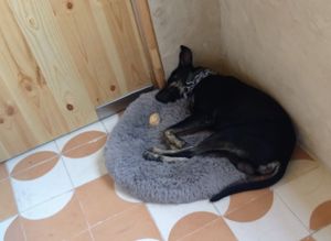 Sleeping beauty - just been adopted 2 weeks ago we hear 💜 at Tejón Heladería Mexicana in Tepoztlan